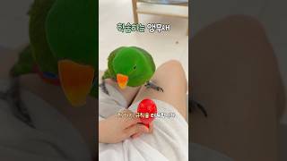 학습하는 앵무새                      …