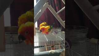 목욕하는 썬코뉴어 쿠쿠와다스