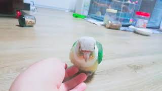 [앵무새_코뉴어] &#39;뽀뽀, 옳지&#39; 애교 …