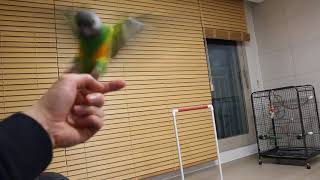 Senegal parrot call