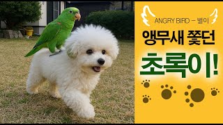 초록이vs별이 / 앵무새 쫓던 개 지붕 쳐다본다 / 깡…