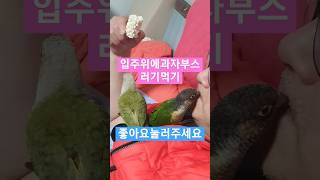 아빠과자좀줘요!?.입술꽉!!ㅋㅋ#코뉴어#Shorts#퀘…