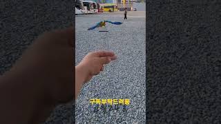 청금강앵무새 루카 호출훈련 #shorts