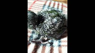 #아기새#새끼한스마카우#애기빙고#아기새의추억