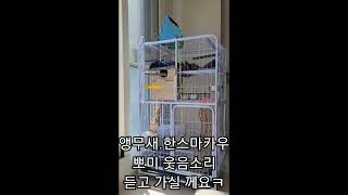 꽁패.앵무새.한스마카우.뽀미 웃음소리.2022.3.6