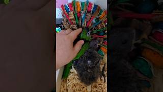 퀘이커, 한스마카우, 뉴기니아 #birds #앵무새 #parrot #animals #birdslover