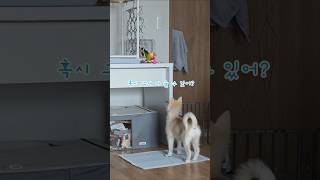 앵무새 장난감 노리는 강아지     #코뉴어 #앵무새 #앵집사 #반려새 #폼스키 #그린칙 #옐로우사이드 #썬칙 #강아지 #반려동물 #애견영상 #믹스견 #애완견 #pets #dog