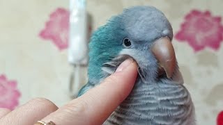 여기요~한번들어보셔요!! 산토끼 부르고 말하는 앵무새 …