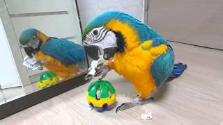 청금강 콴선생 격하게 다이소 장난감 가격표를 뜯는중 [BLUE&GOLD MACAW QWAN]