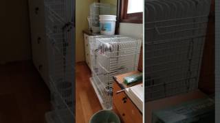 말하는 앵무새 회색앵무 알렉스; 트로트