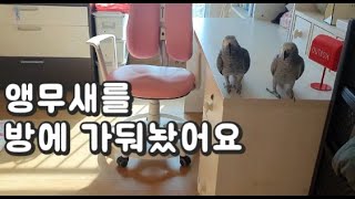 새장청소 하느라고 앵무새를 방에 가둬놨어요
