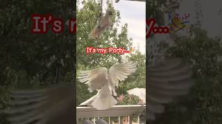 Cockatoos meet each other for a SWING PARTY, Hilarity Ensures!