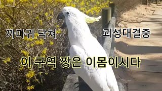 까마귀랑 괴성대결중인 앵무새 다롱/그레이트코카투/유황앵무/코카투/코카투소음