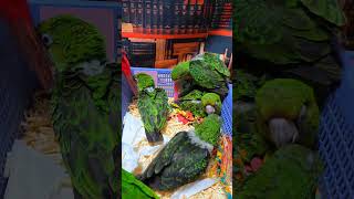 쟈딘앵무, 검은 머리 카이큐, 회색앵무, 청금강 앵무. 로리예요.