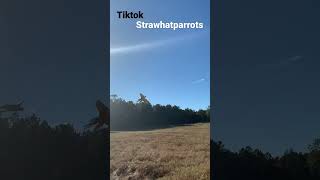 11만 틱톡커 Strawhatparrots님의 할리퀸 마카우 자유비행 영상