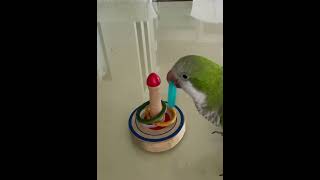 100점!! #앵무새 #퀘이커 #고리걸기#골인!!