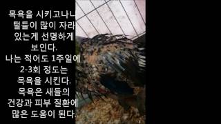 self injury Eclectus parrot th…