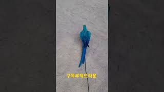 루카는 걷는중 #청금강앵무새