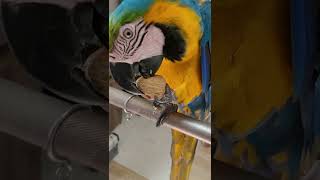 호두 까먹는 청금강앵무새 루카(오래걸림)