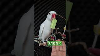 오이간식#목도리앵무새#앵무새#parrot#먹방#간식#코…