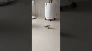 열무야 거기 뭐 있어?? #birds #코뉴어 #par…