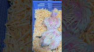 청금강, 미디움 코카투, 듀컵 코카투, 체스넛 마카우 아기 앵무새들이예요.