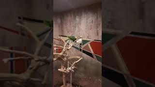 코카투 괴롭히는 아마존