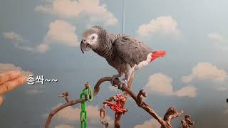 회색앵무새 총쏴