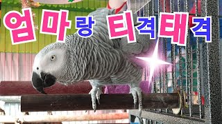 [연구대상똘이Talking gray parrot]엄마랑…