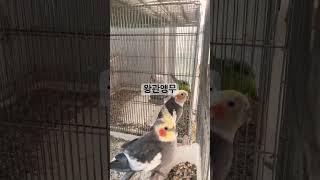 앵무새 종류 알아보기