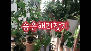 #한스마카우 #꽃베리 #앵무새찾기 #해리