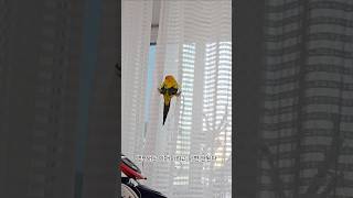 앵무새는 이해하려고 하면 안돼요  #parrot #썬코…