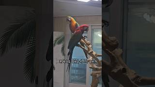 대형앵무새 소음 문 하나로 얼마나 차이가 날까? #앵무…