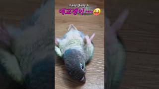 강아지 성격의 두달된 애교쟁이 코뉴어앵무새 귀여웡