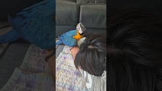 청금강앵무 구름이가 입양보호자님과 대면하고 있어요.