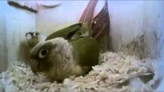 파인애플코뉴어 짝짓기 1  ( 앵무새도 짝짓기할때 신음…