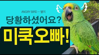별이 미쿡 오빠에게 당황하다 / 말 안 해도 귀여워 / 막말 / 앵무새가 개콘보다 더 웃기다!!  / 사람과 대화 가능앵무새 / ANGRY BIRD