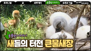 Lion habitat, Big Water Bird E…