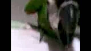 La guacamaya que no le agradan los paparazzi