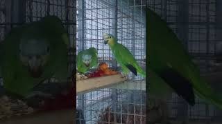 오늘도 마눌이 무서운 아마존 아저씨 어느날 부터 인가 눈치를 많이 봅니다 ㅎㅎ남자들 세상을 보는듯