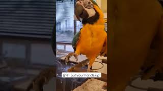 강이 put ur hands up~ yeah #청금강 #버드소리세종점 #앵무새카페 #마카우