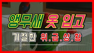 앵무새 옷 입혔더니 기절했어요!