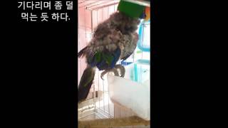 self injury Eclectus parrot th…