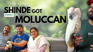 Moluccan Cockatoo Rehomed | We…