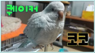 앵무새 퀘이커 코코