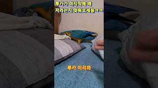 루카가 마지막에 왜 고개를 숙이는지 맞춰보세요!! #청…