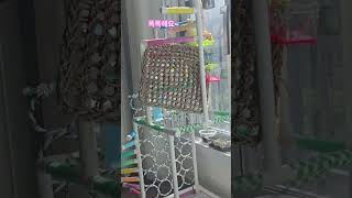 똑똑해요~ #퀘이커 #퀘이커앵무새#크로스오버 그린