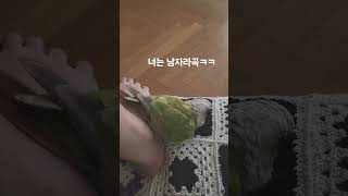 코뉴어 발정기 #코뉴어앵무새 #시나몬코뉴어 #앵무새 발…