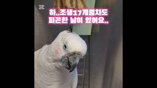 #엄브렐라코카투 #앵무새 #앵무새키우기 #앵무새브이로그 #귀여운동물 #웃긴동물 #parrot #cockatoo #umbrellacockatoo #parrot