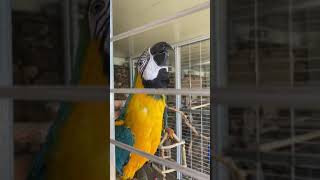 앵무새 댄스(Parrot dance)-금강앵무